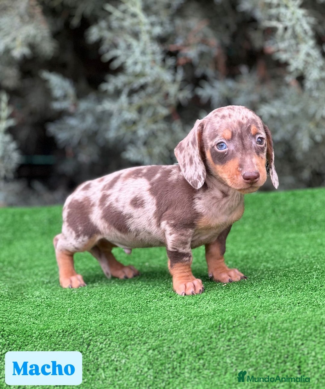 Teckel Miniatura perros en venta: Teckel mini varios colores - Imagen 2