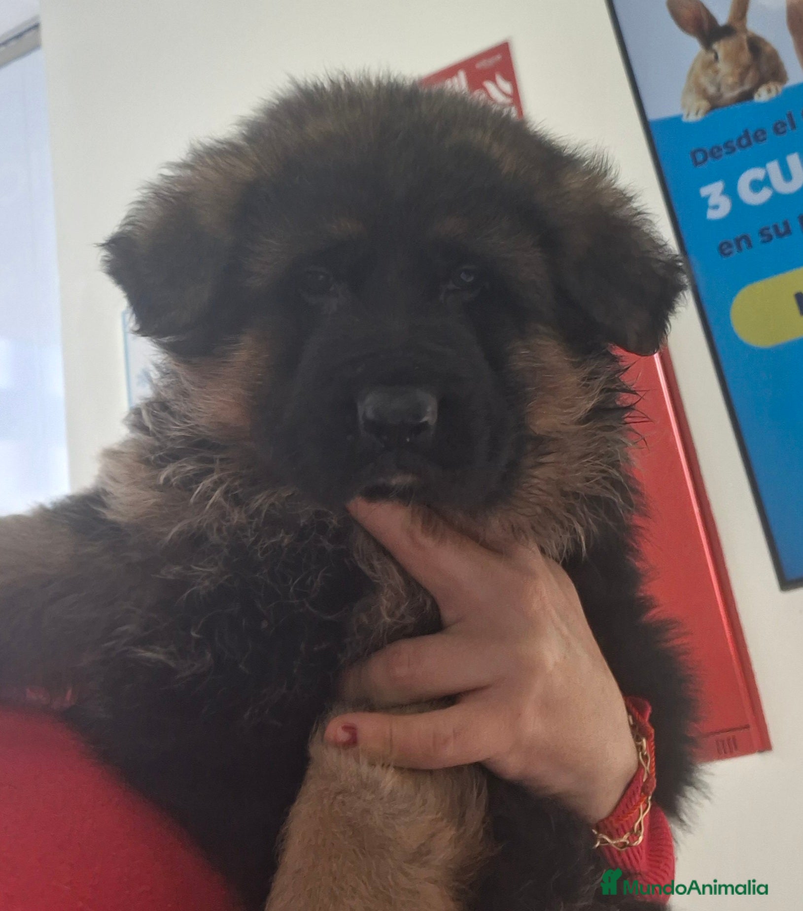 Pastor Alemán perros Pastor aleman  [ mallorca-baleares] - Anuncio 1