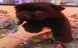 Chow Chow perros en venta: CACHORROS DE CHOW-CHOW  - Imagen 7