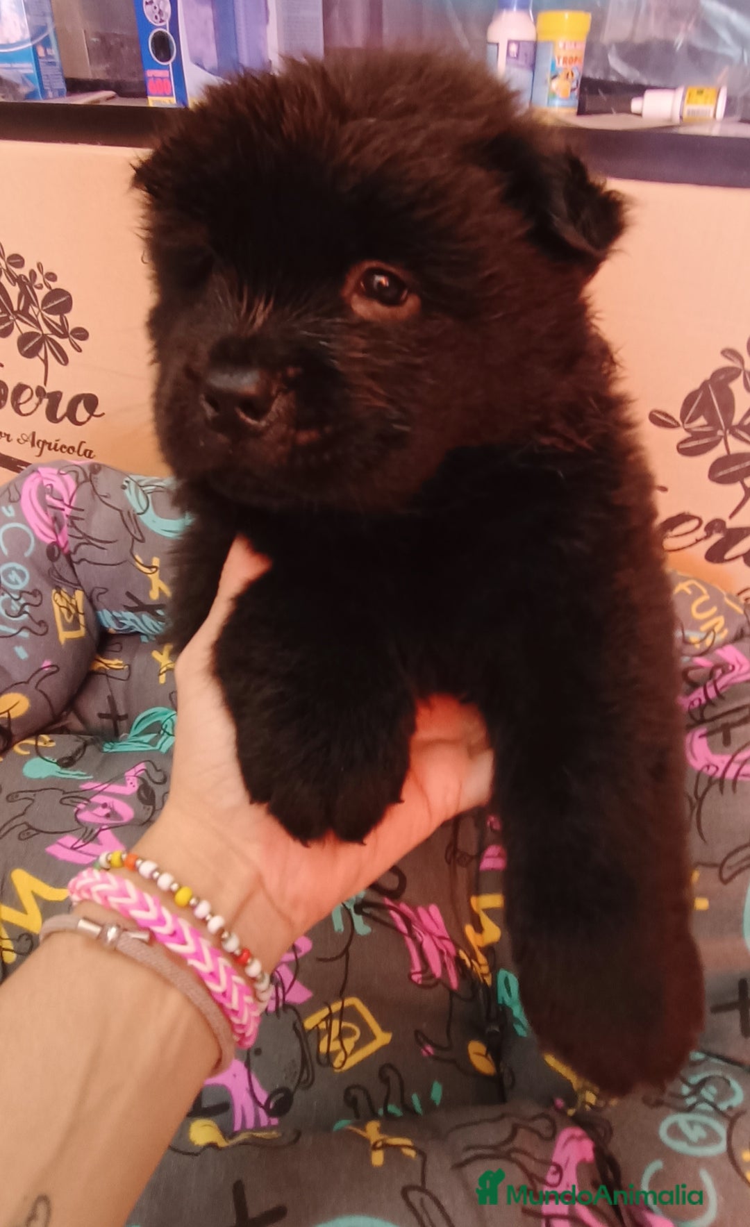 Chow Chow perros en venta: CACHORROS DE CHOW-CHOW  - Imagen 7
