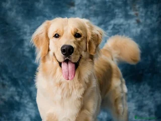 Akita Americano perros Tests - Anuncio 1