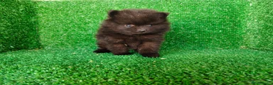 Pomerania 3