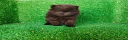 Pomerania perros en venta: pomerania - Anuncio 13