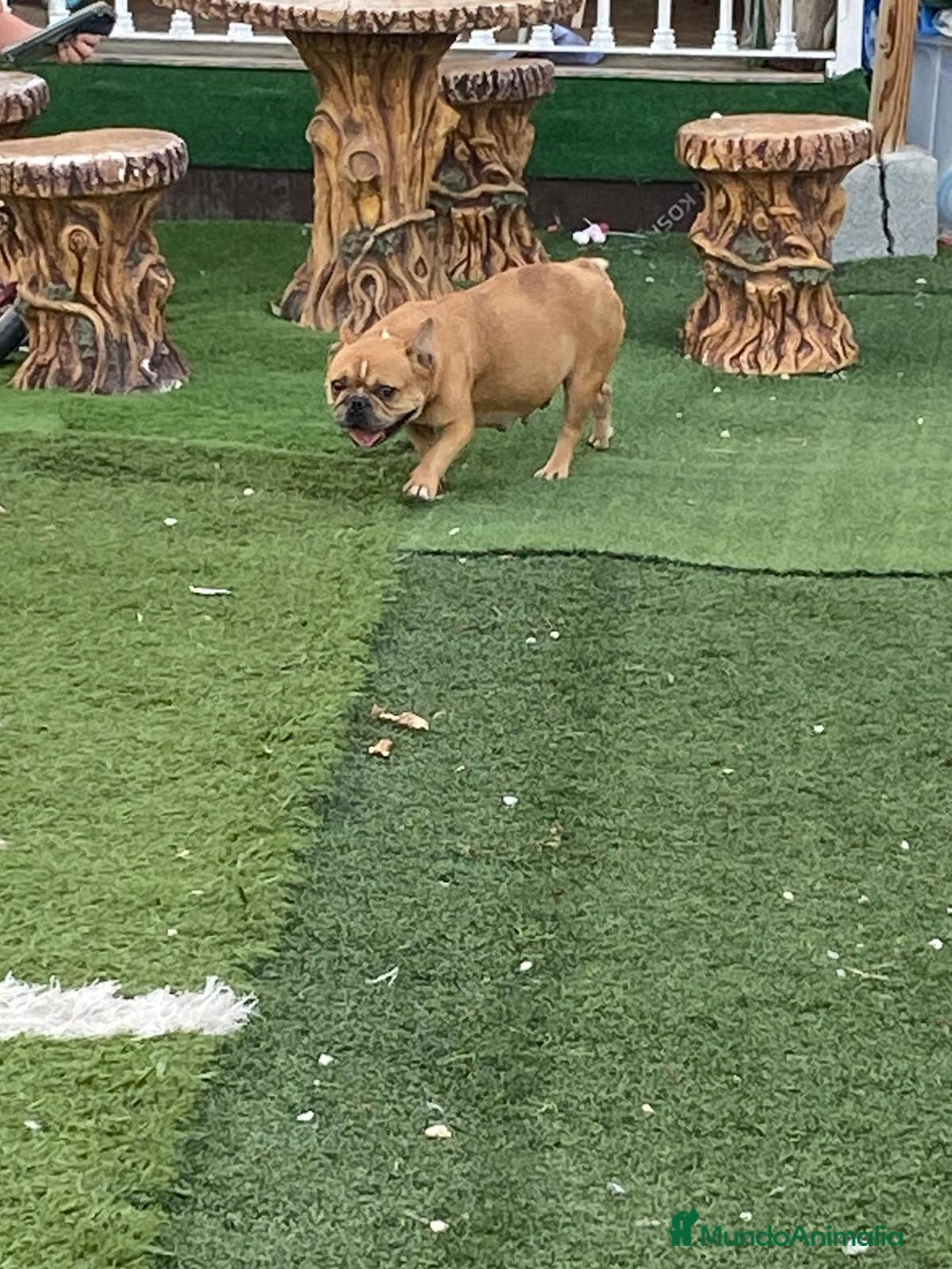 Bulldog Francés perros en venta: Bulldog francés exclusivo vaquita blue Merle !! - Imagen 5
