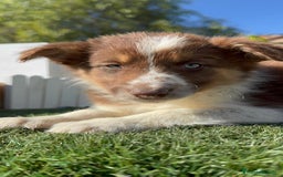 Border Collie perros en venta: BORDER COLLIE - Anuncio 5