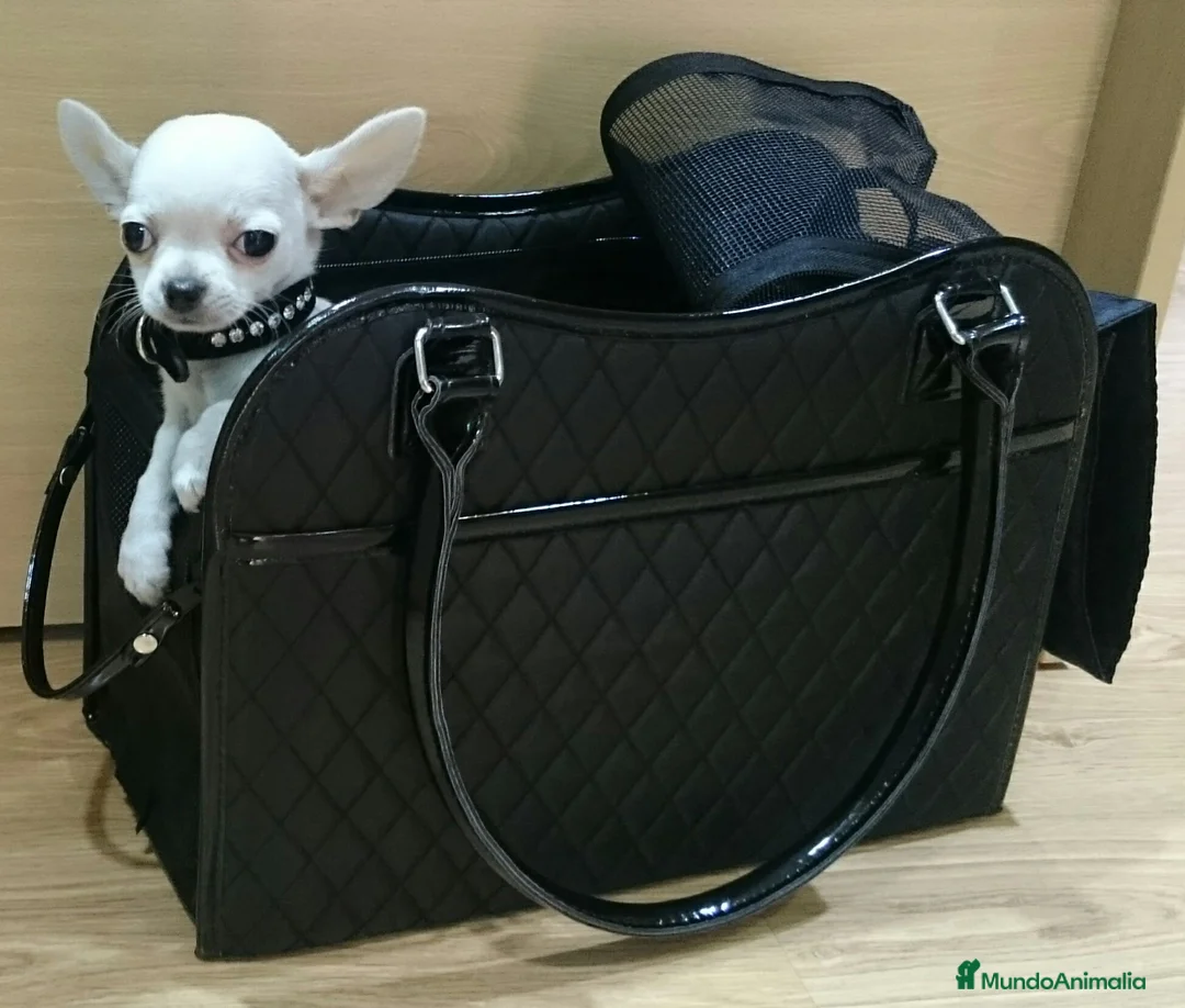Chihuahua perros en venta: Chihuahuas - Anuncio 1