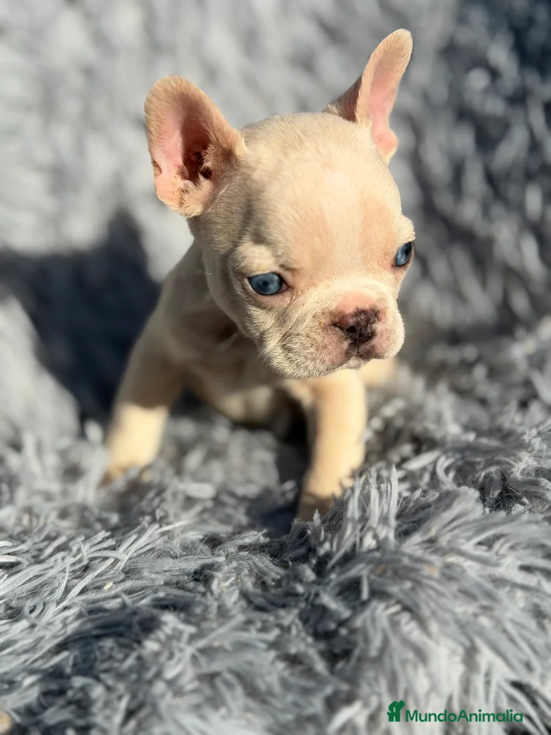 Bulldog Francés perros en venta: Bulldog Platimun  - Anuncio 5