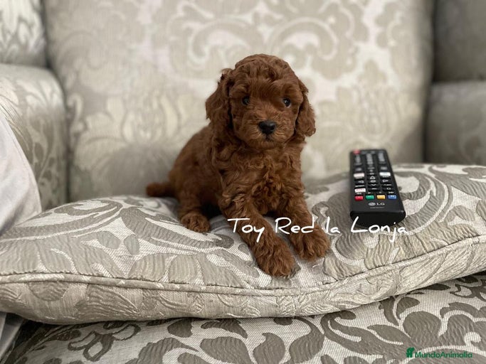 Imagen de galería {{count}}