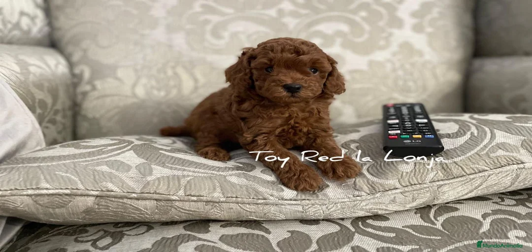 Imagen de galería {{count}}