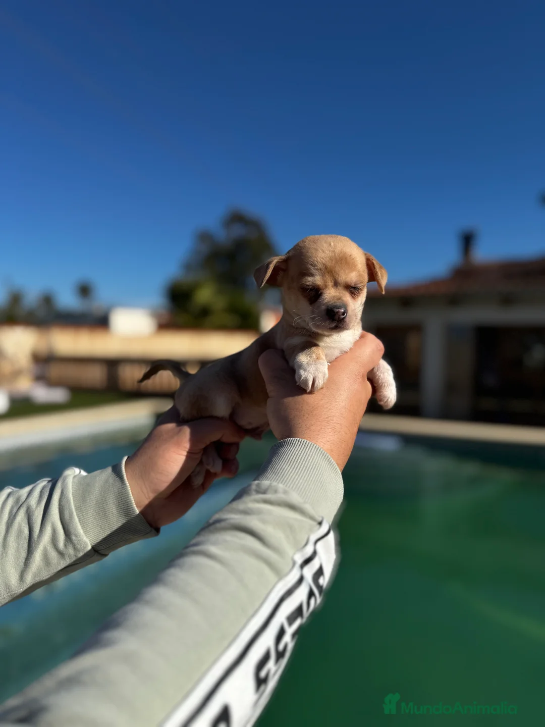 Chihuahua perros en venta: Chihuahuas  en Illes Balears - Anuncio 19