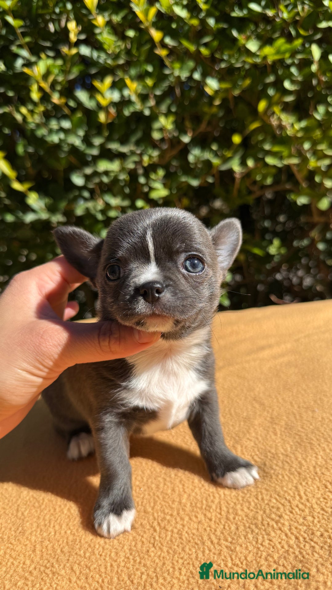 Chihuahua perros en venta: Chihuahua blue color exótico  - Imagen 3