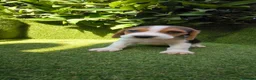 Beagle perros en venta: beagles tricolor 2 machos  - Anuncio 6