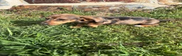Teckel Miniatura perros en venta: Teckel miniatura  - Anuncio 5