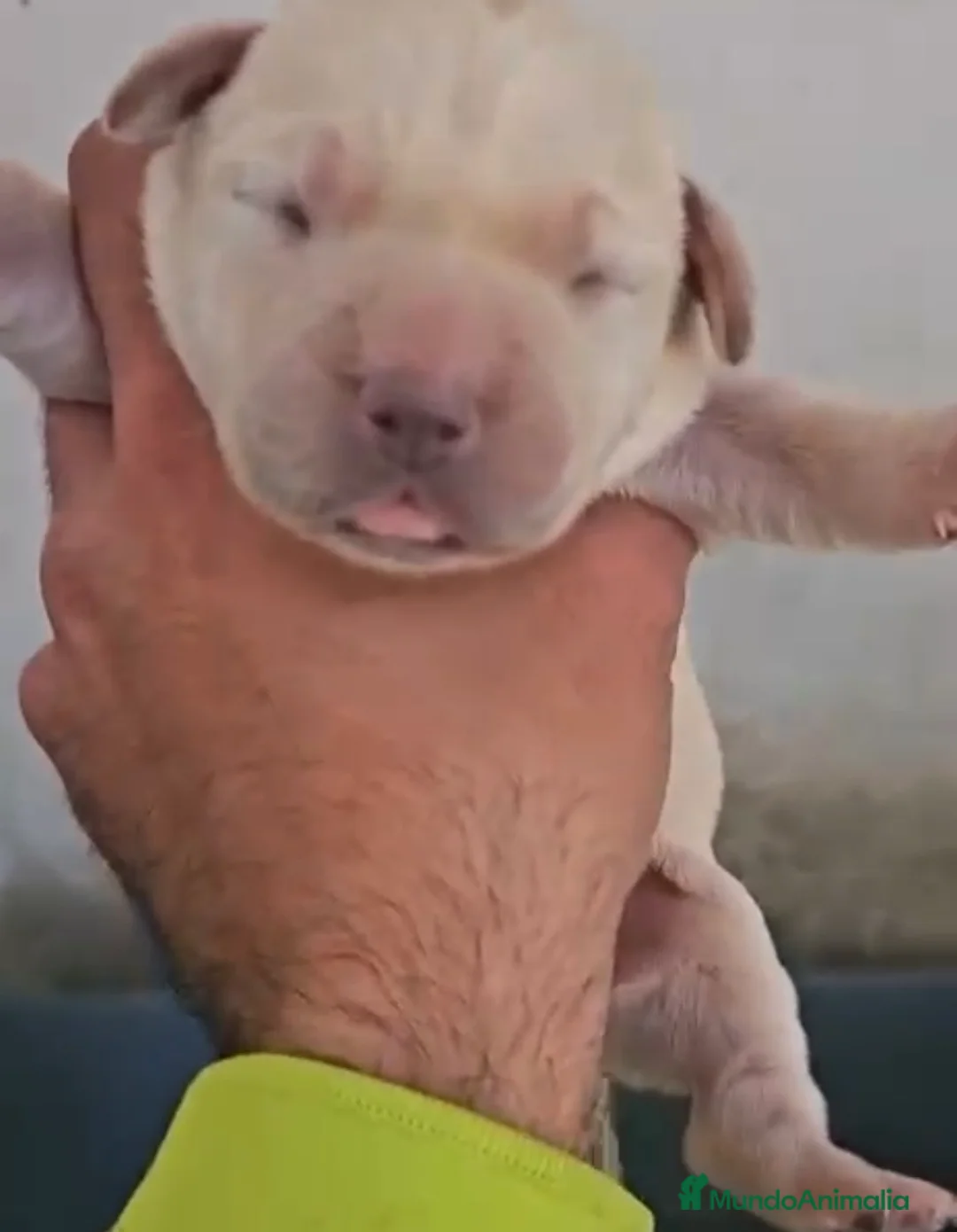 Labrador Retriever perros en venta: Labrador retriever,espectacular camada!! - Anuncio 2