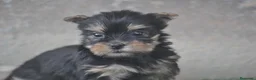 Yorkshire Terrier perros en venta: Magníficos cachorros de Yorkshire  - Anuncio 2