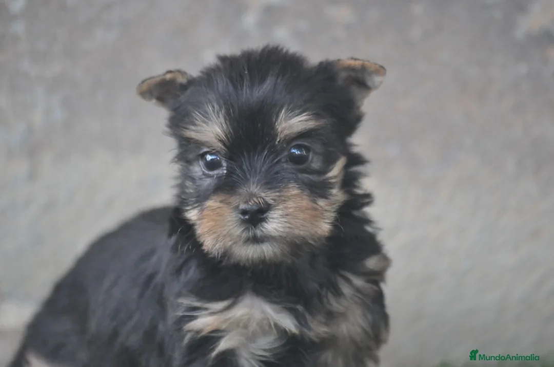 Yorkshire Terrier perros en venta: Magníficos cachorros de Yorkshire  - Anuncio 2