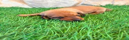 Teckel Miniatura perros en venta: Teckel miniatura rojizo - Anuncio 1