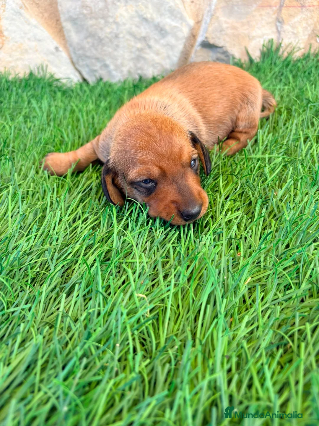 Teckel Miniatura perros en venta: Teckel miniatura rojizo - Anuncio 1