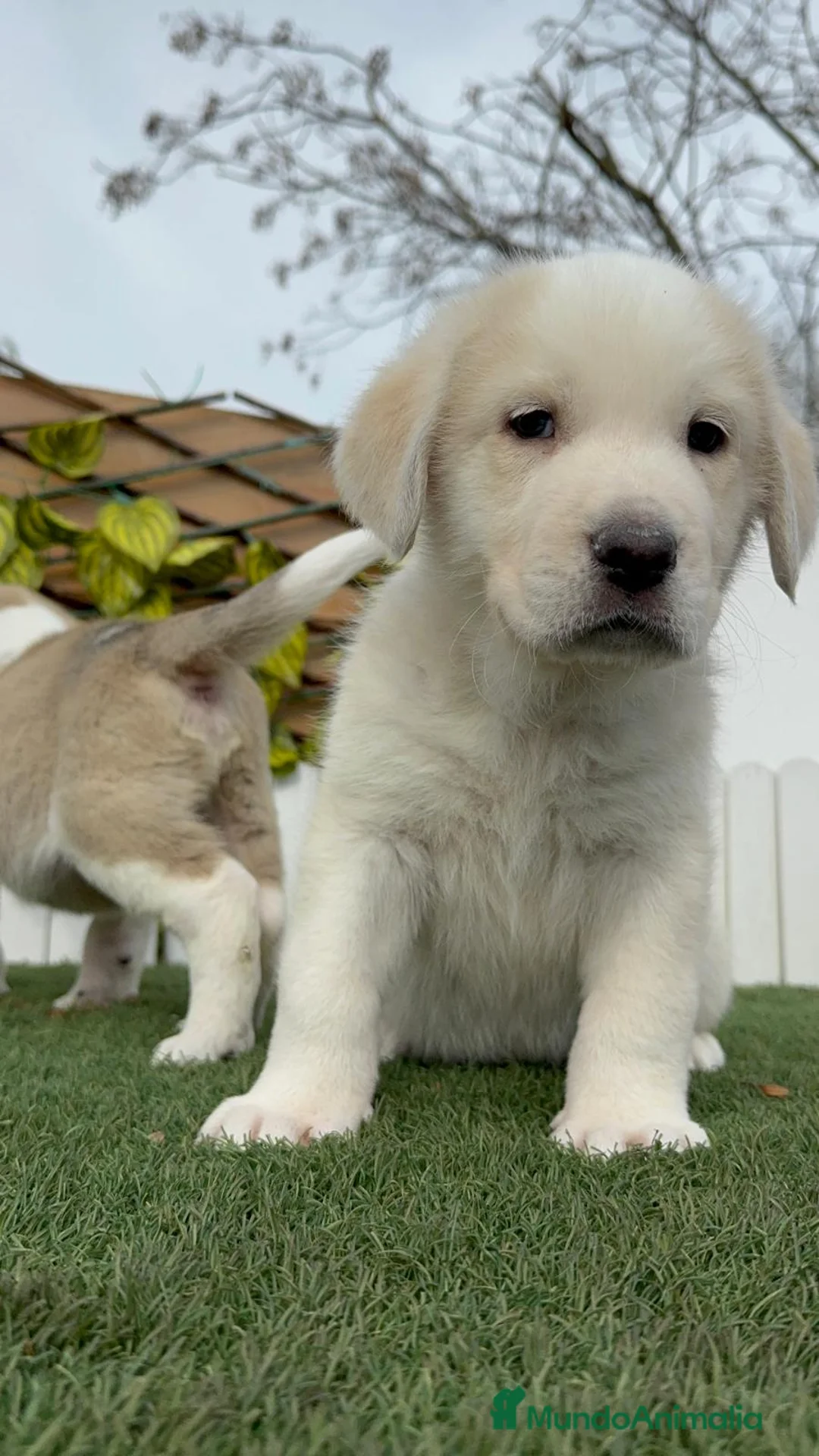 Mastín Español perros en venta: MASTIN ESPAÑOL - Anuncio 17