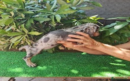 Teckel Miniatura perros en venta: Teckel arlequín mini - Imagen 11