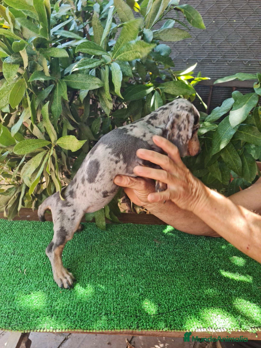 Teckel Miniatura perros en venta: Teckel arlequín mini - Imagen 11