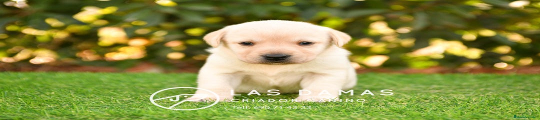 Labrador Retriever Hembra 1