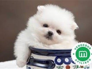 Pomerania perros - Anuncio 36