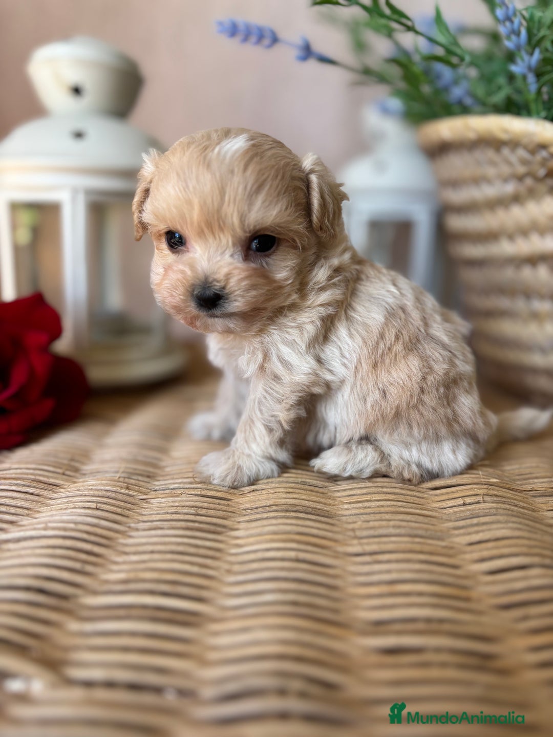 Maltipoo perros en venta: Maltipoo  tacita de té (hembra disponible) - Imagen 6