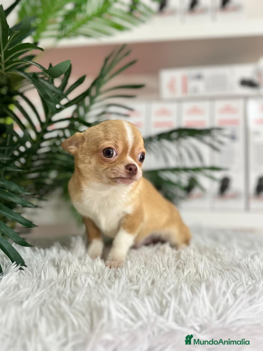 Chihuahua perros en venta: CHIHUAHUA MACHO ADULTO - Anuncio 10