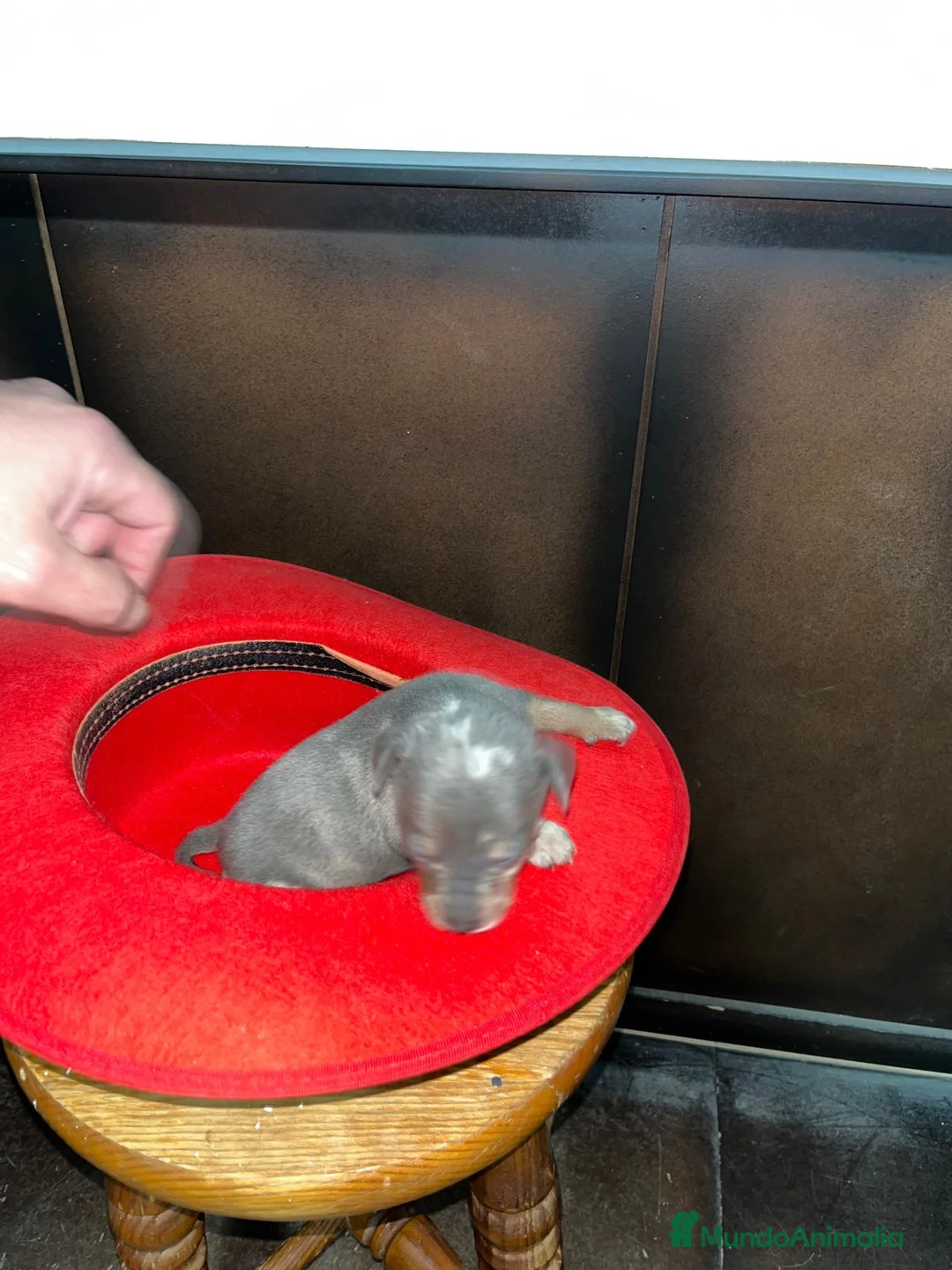 Pinscher Miniatura perros en venta: Pinscher miniatura merle blue  - Anuncio 3