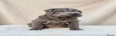 Shar Pei 2