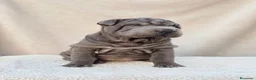 Shar Pei perros en venta: Shar pei BLUE bebés  - Anuncio 2