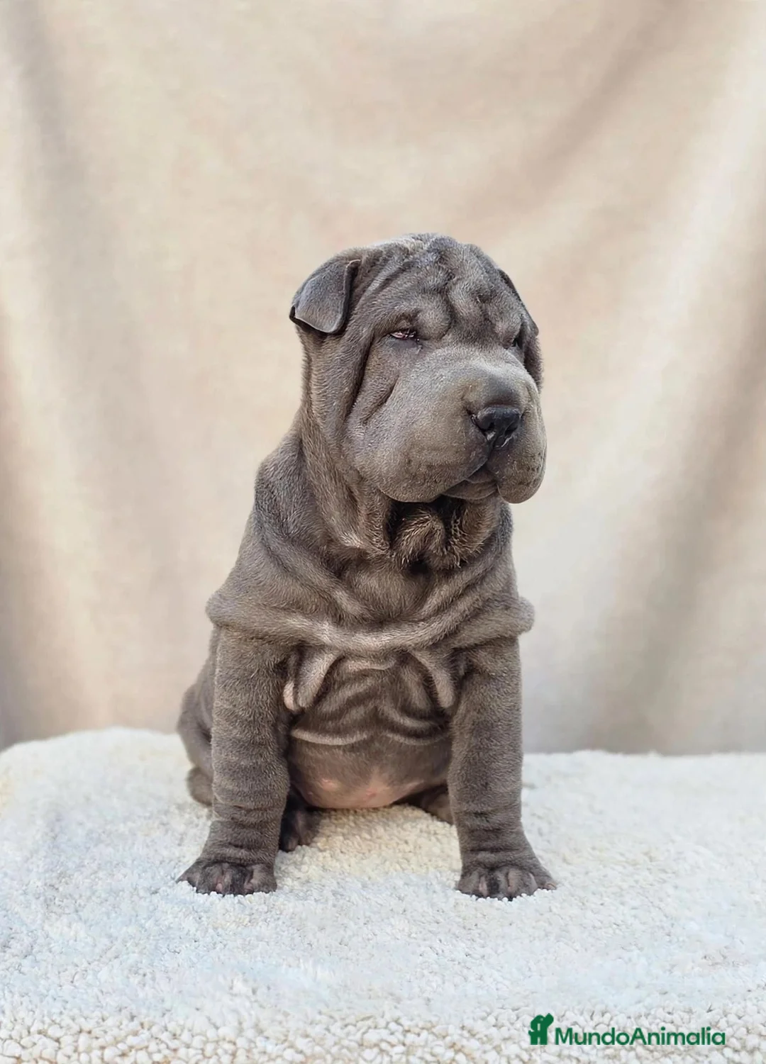 Shar Pei perros en venta: Shar pei BLUE bebés  - Anuncio 2