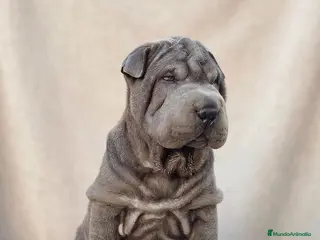 Shar Pei perros Shar pei BLUE bebés - Anuncio 2