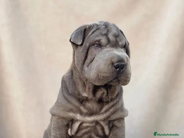 Shar Pei perros Shar pei BLUE bebés - Anuncio 2