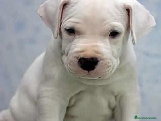 Dogo Argentino perros DOGO ARGENTINO CACHORROS , LLÁMENOS 631 67 03 85 - Anuncio 1