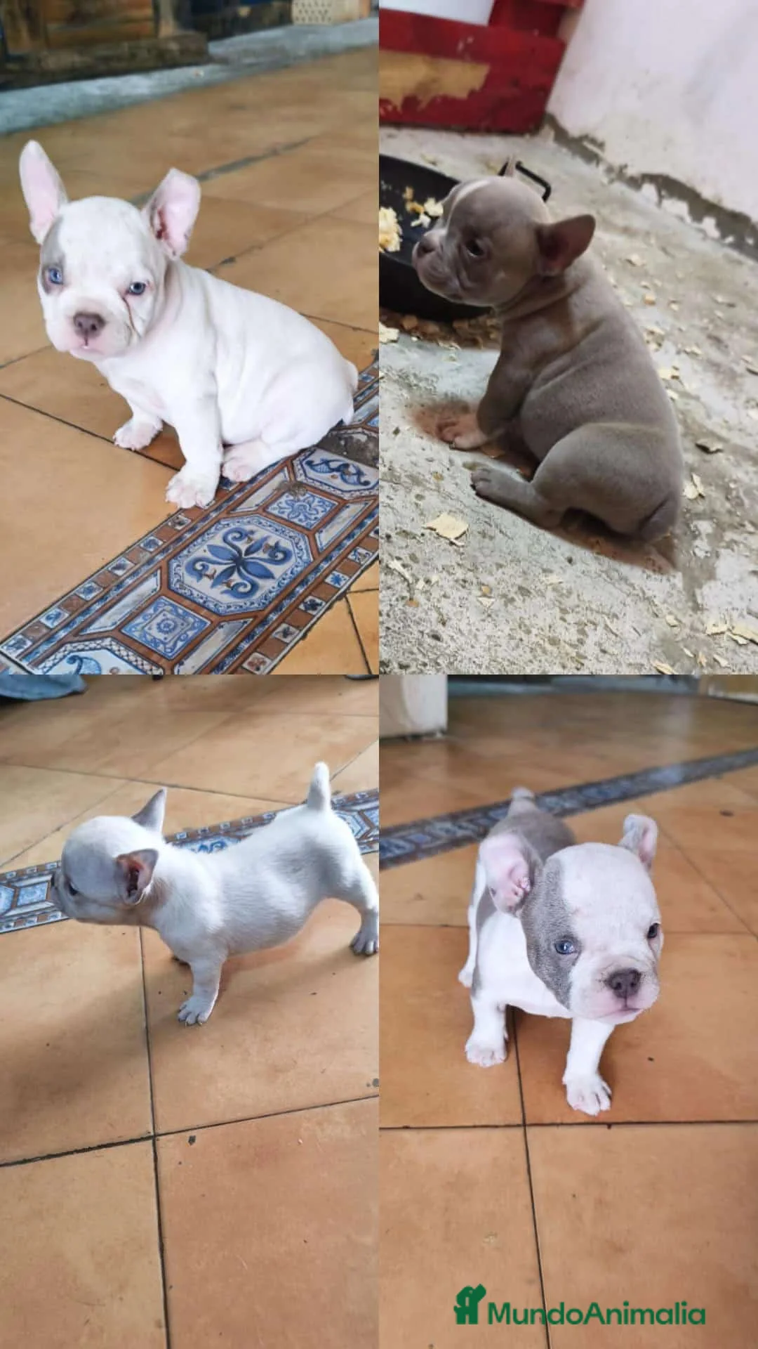 American Bully perros en venta: American bully pocket exóticos  - Anuncio 1
