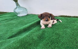 Teckel Miniatura perros en venta: TECKEL MINI PIELBALD - Imagen 2