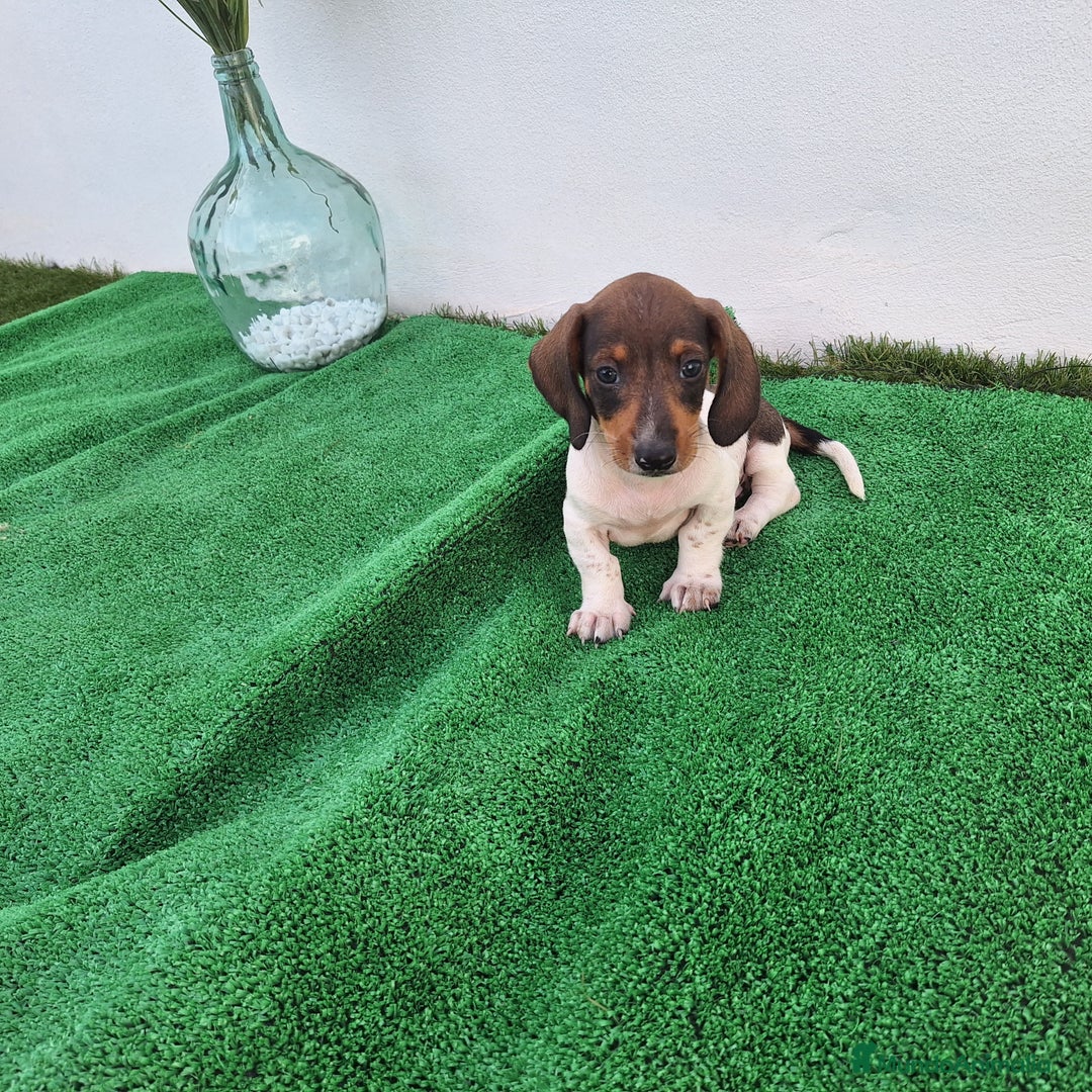 Teckel Miniatura perros en venta: TECKEL MINI PIELBALD - Imagen 2