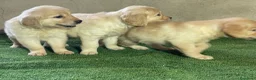 Golden Retriever perros en venta: camada golden retriever - Anuncio 5