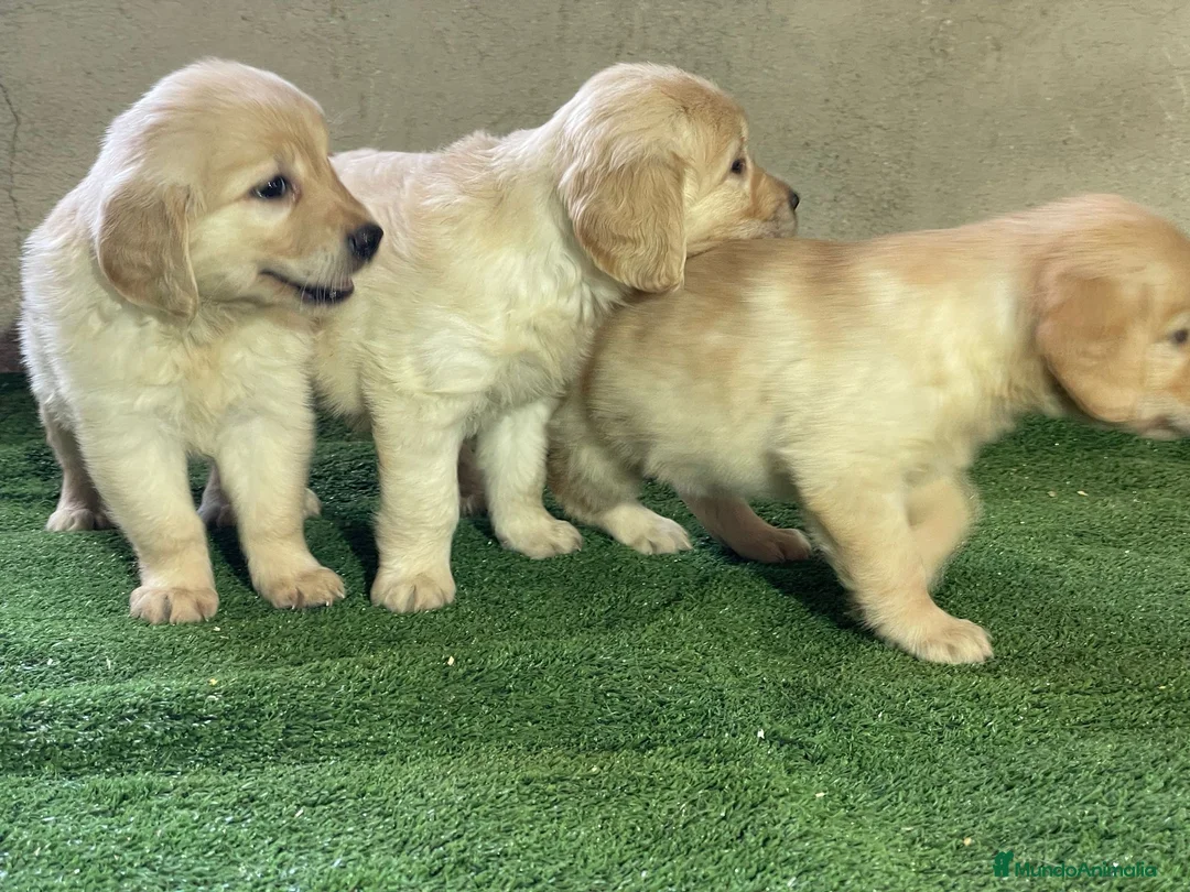 Golden Retriever perros en venta: camada golden retriever - Anuncio 5