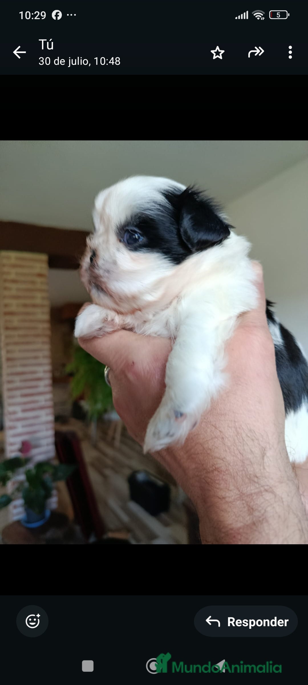 Shih Tzu perros en venta: Shih tzhu - Anuncio 5