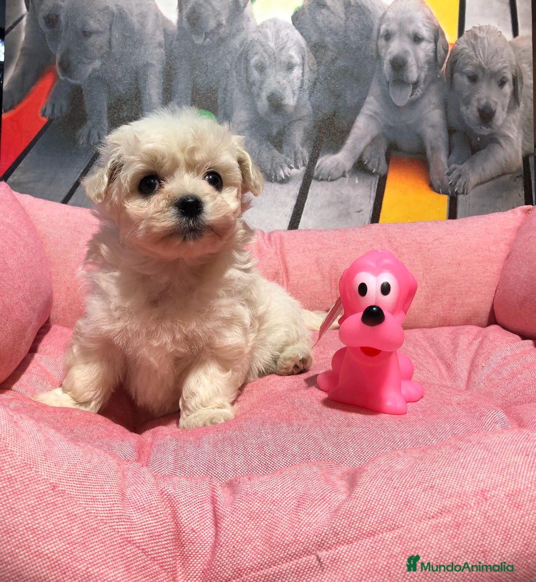 Bichón Maltés perros en venta: Bichon maltes mini  - Anuncio 2