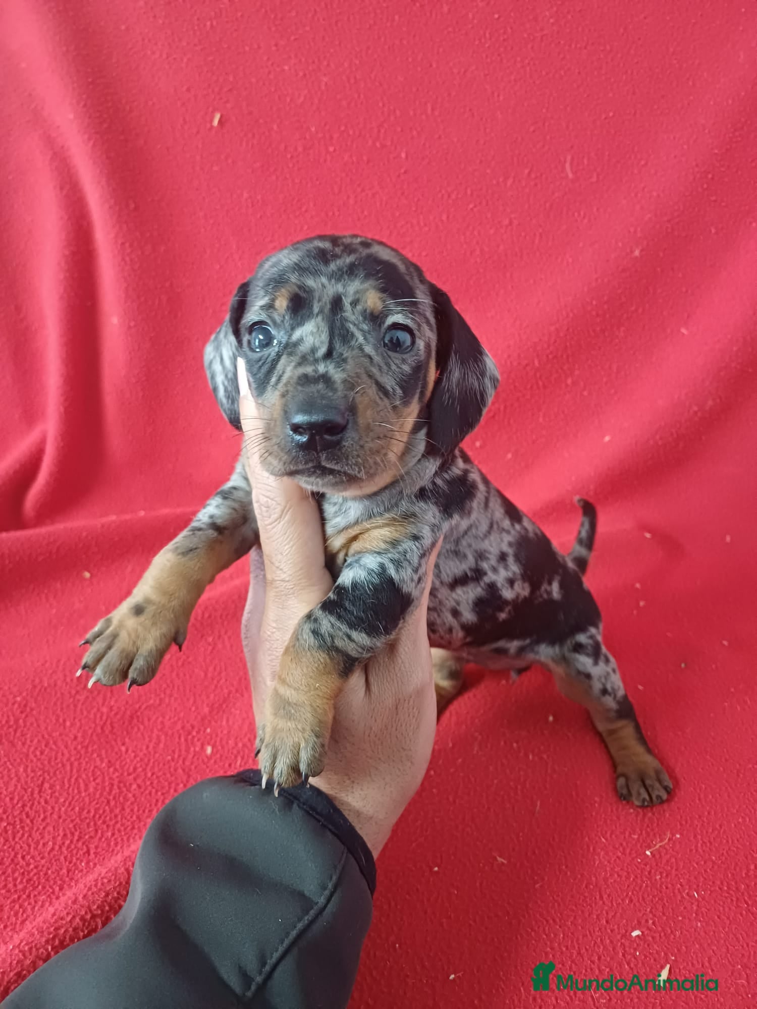 Teckel Miniatura perros Teckel Mini Arlequin  - Anuncio 3