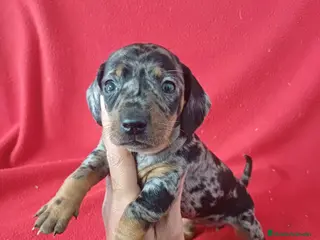 Teckel Miniatura perros Teckel Mini Arlequin - Anuncio 3