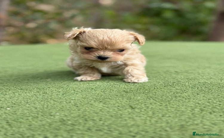 Maltipoo perros - Anuncio 2