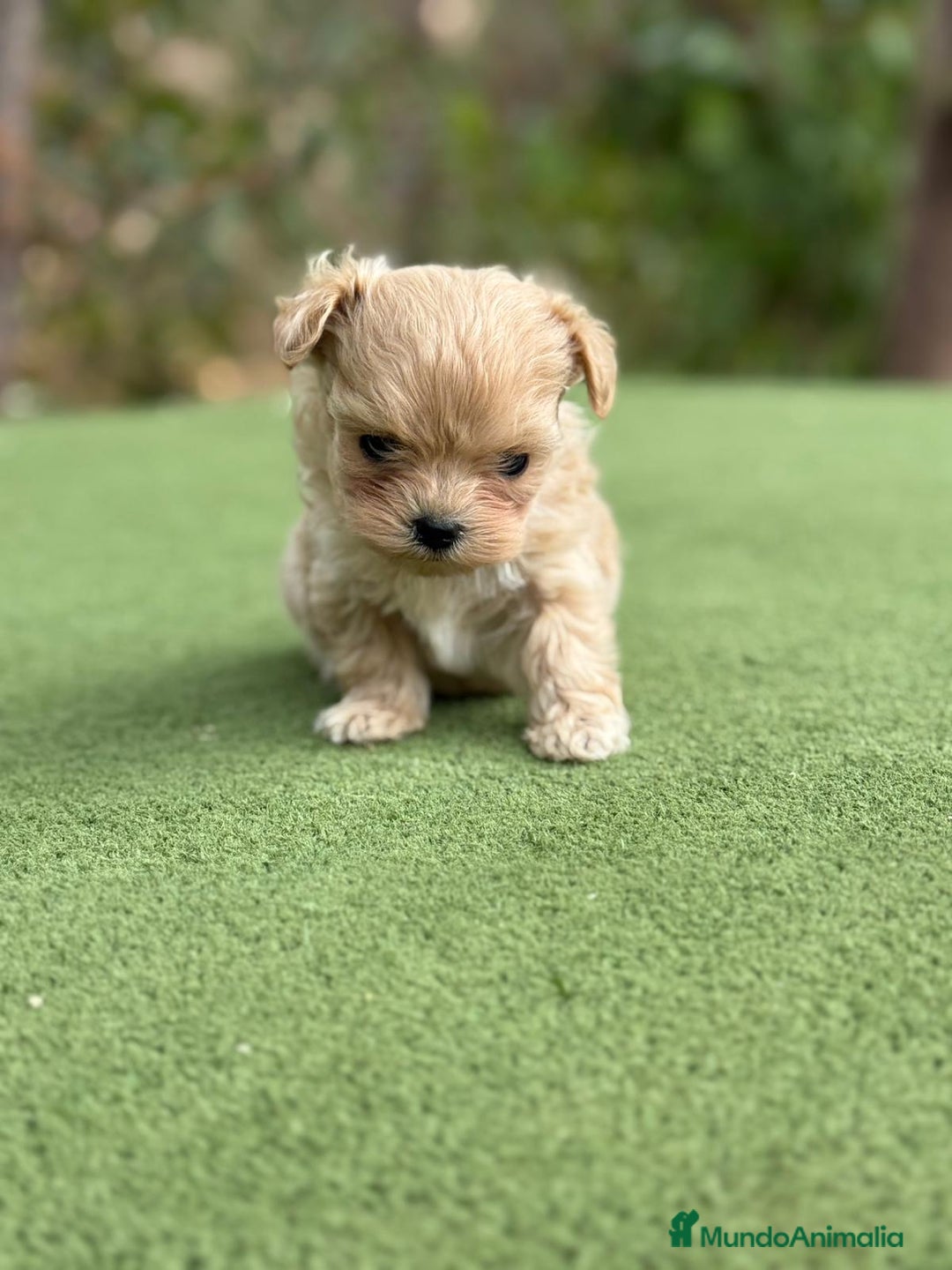 Maltipoo perros en venta: Maltipoo macho disponible super Toy  - Imagen 1