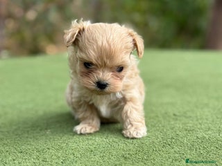 Maltipoo perros - Anuncio 8