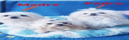 Bichón Maltés perros en venta: Bichón maltés Macho - Anuncio 3