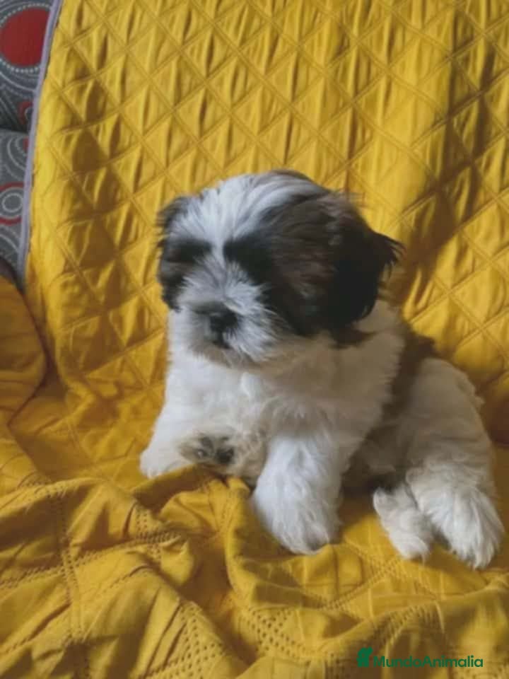 Shih Tzu perros Shih tzu macho  - Anuncio 1